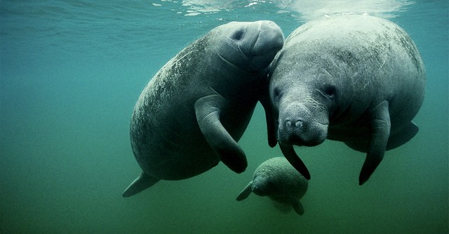 Manatees On The Move