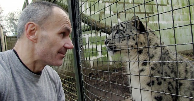 Snow Leopards of Leafy London