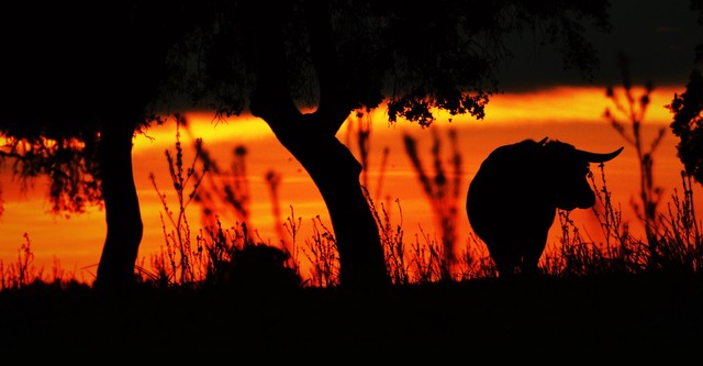 Animal/Humano