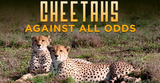 Cheetahs Against All Odds