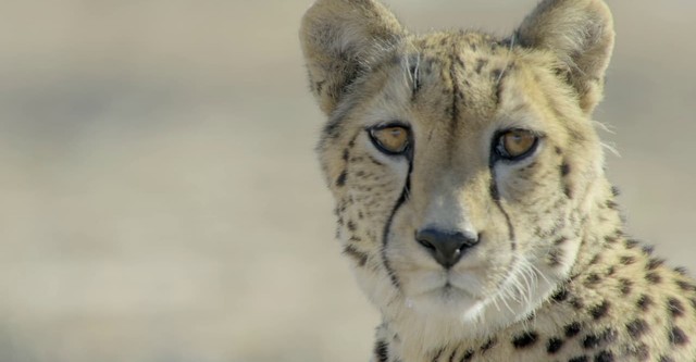 África, entre garras y mandíbulas