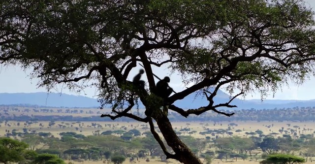 Homo sapiens, les nouvelles origines