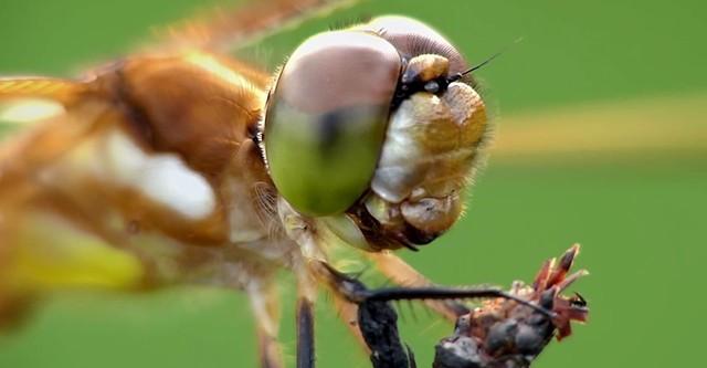 Die Natur und ihr Netzwerk der Wohltäter