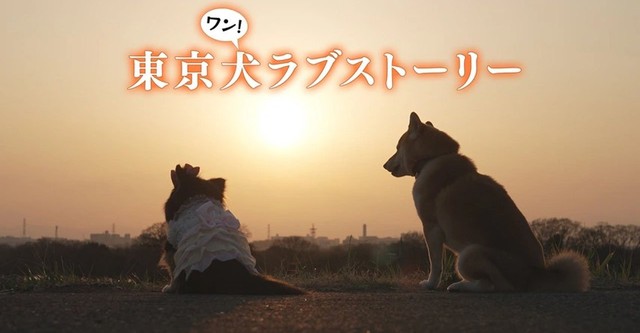 東京犬ラブストーリー