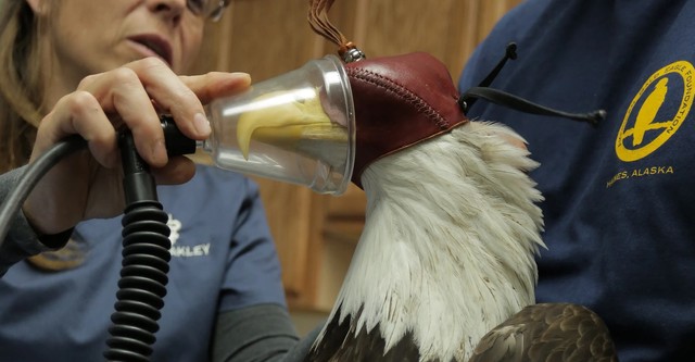 Dr. Oakley, Yukon Vet