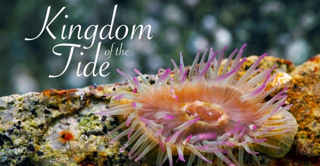 Kingdom of the Tide