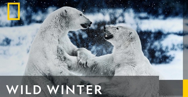 Wild Winter