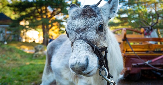 A Baby Reindeer's First Christmas