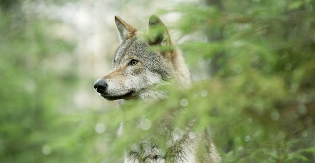 Wilder Grenzgänger - Der Wolf ist zurück