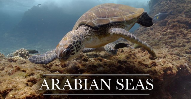 Arabian Seas