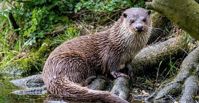 The Otter: A Legend Returns