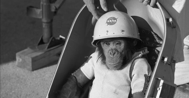 One Small Step: The Story of the Space Chimps