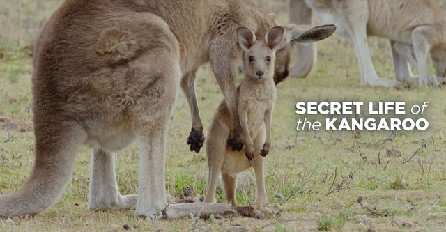 Secret Life of the Kangaroo