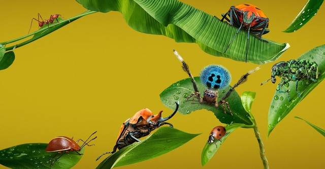 La vida secreta de los insectos