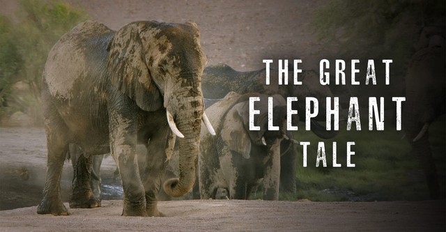 The Great Elephant Tale