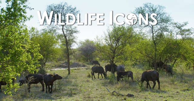 Wildlife Icons