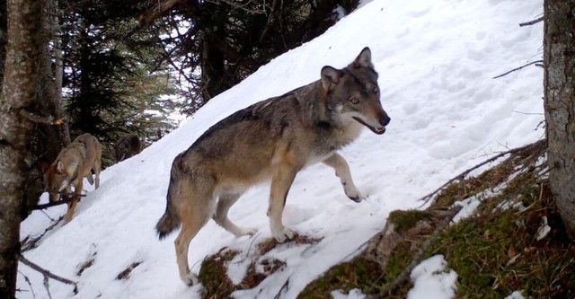 Vivre avec les loups