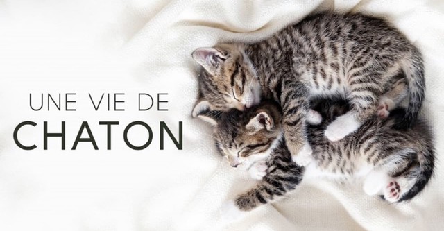 Une vie de chaton