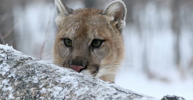 Der unsichtbare Puma - Ein Besucher in Frankreichs Wäldern?