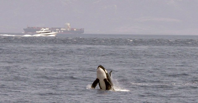 Achtung Orcas! Gefahr vor Gibraltar?