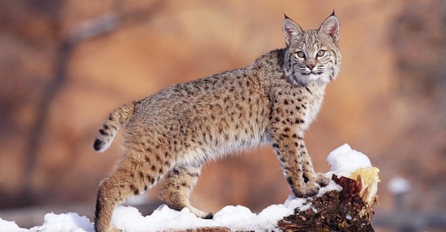 Lynx - Close Up