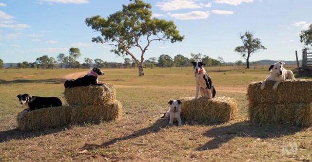 Muster Dogs