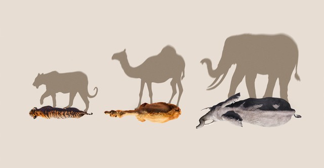 Mammals