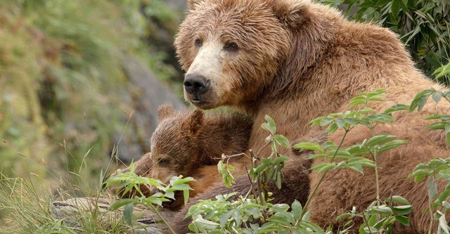 Les ours bruns, colosses de l'Alaska