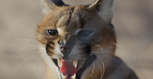 Caracal : La Société du chat solitaire