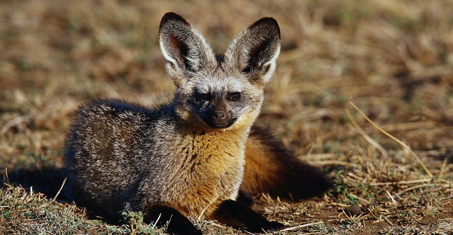 Namibia's Bat-eared Foxes: Survivalists of the Desert