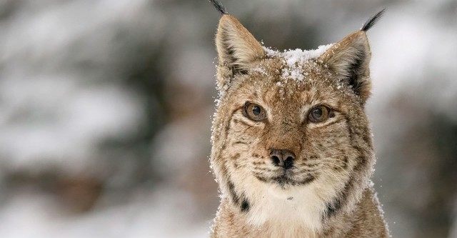 Transylvanie, un bestiaire fantastique