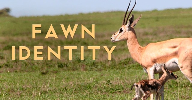 Fawn Identity