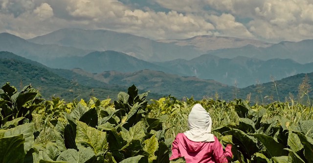 Wacay, mujeres del tabacal