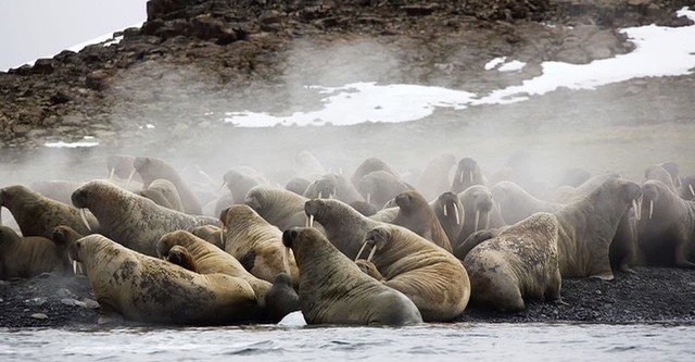 Siberia's Wild Year