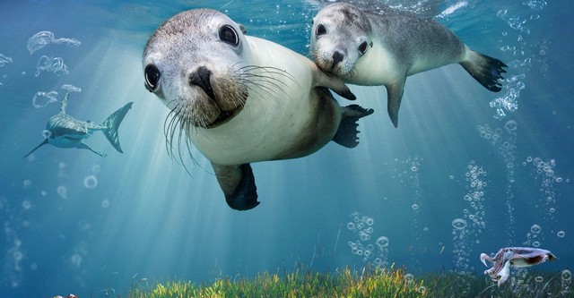 Sea Lions: Life By a Whisker