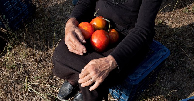 Los tomates escuchan a Wagner