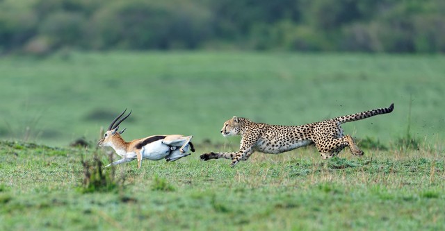 Predator v Prey