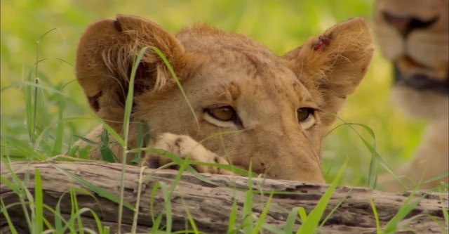 Lioness in Exile