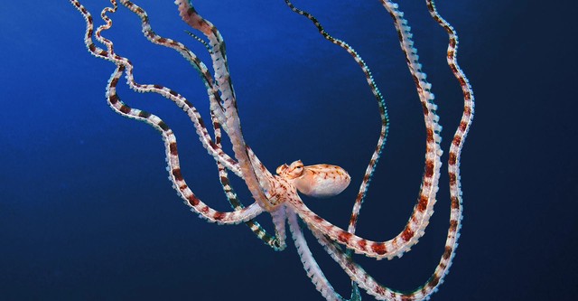 Secrets of the Octopus