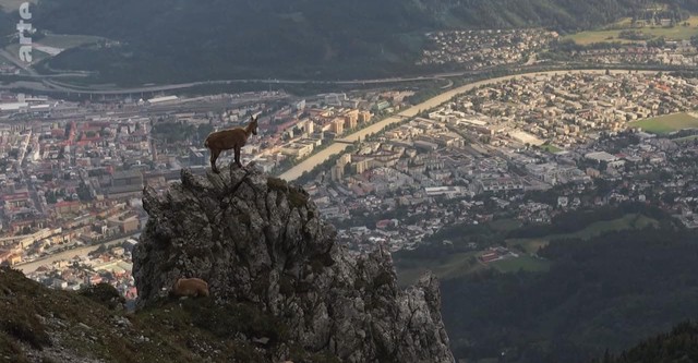 Wildes Innsbruck: Zwischen Moderne und alpiner Wildnis