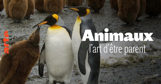 Animaux, l'art d'être parent