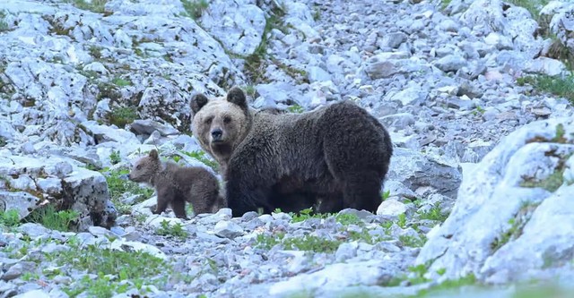 Trouble Bears