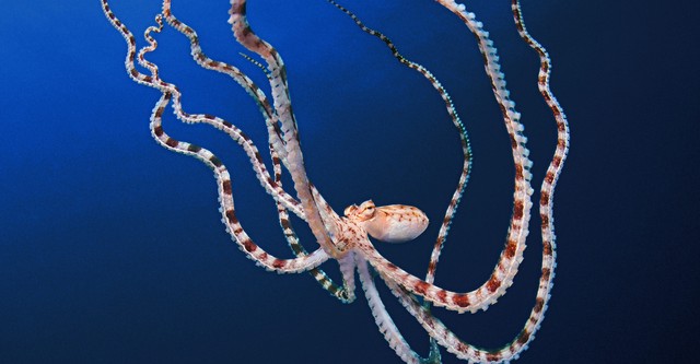 Secrets of the Octopus