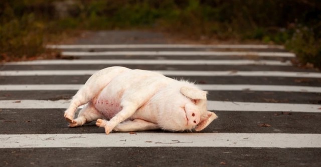 Pig at the Crossing