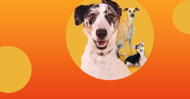 The Dog House Australia
