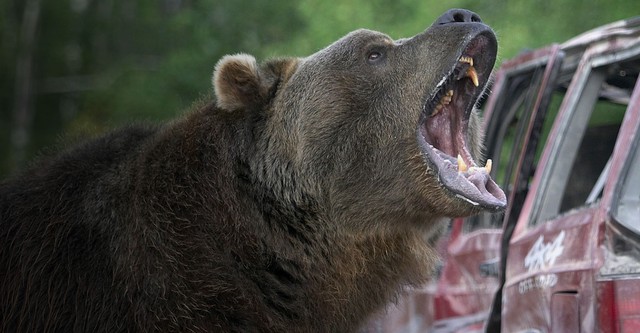 Grizzly Rage