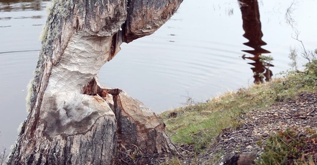 Beavers: Patagonia invaders