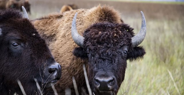 The American Buffalo
