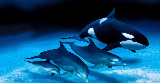 IMAX Dauphins et baleines : Nomades des mers