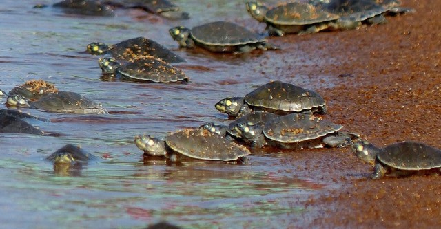 Turtle Hero - Ein Leben für die Schildkröten